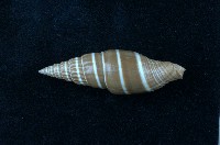 藏品(黑筆螺)的圖片